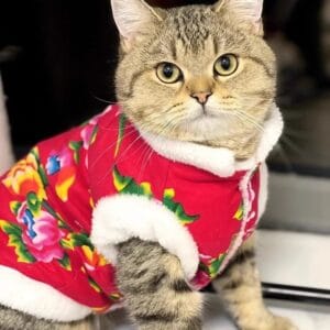 Wholesale Pet Apparel – Customizable Dog & Cat Clothes | OEM/ODM Factory Supply