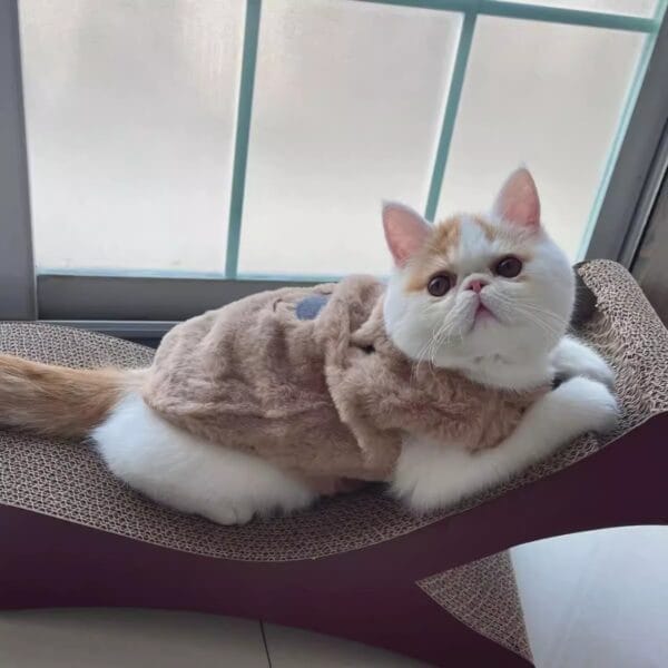 Wholesale Pet Apparel – Customizable Dog & Cat Clothes | OEM/ODM Factory Supply
